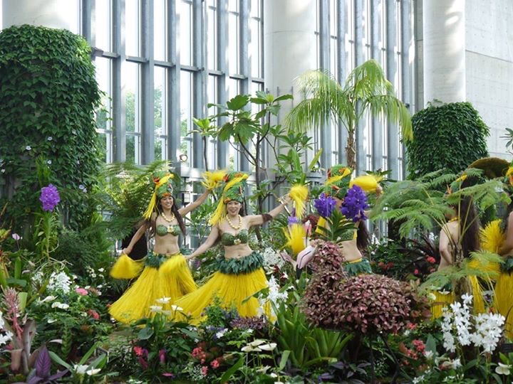 梅田タヒチアン 火曜振付クラス